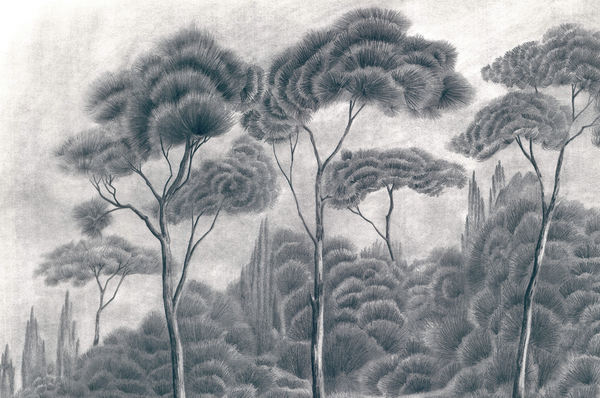 Pine Tree Forest